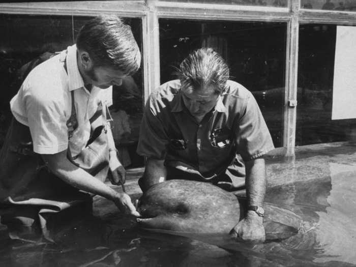 In 1969, for a few brief days, New York Aquarium had the only captive narwhal in the world, named Umiak.