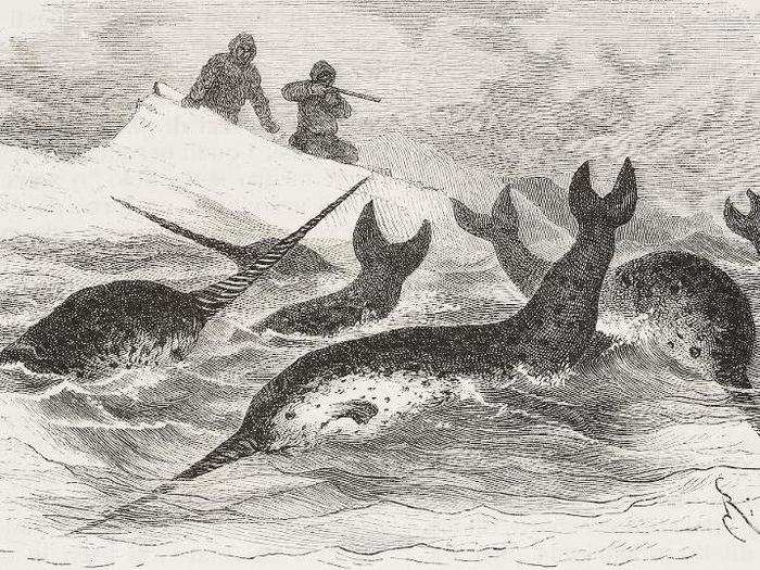 At around 1000 AD, the narwhal entered history in what The New York Times called a "profitable lie."