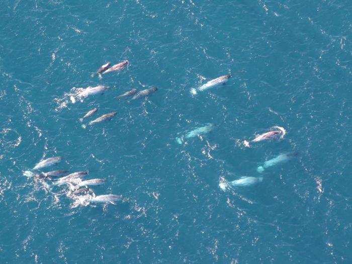 Groups of narwhal have been seen rising vertically out of the water.