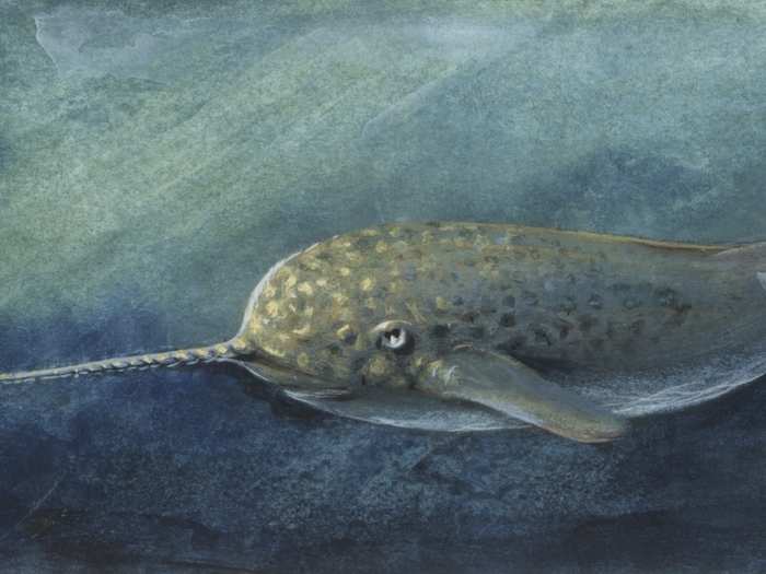 They have small eyes, up to 4 inches of blubber, and no dorsal fin. When a narwhal is frightened, its heartbeat slows to four beats per minute.