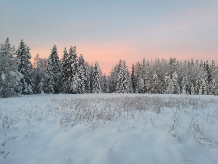 The Arctic Cocooning experience starts with a guided walk through family woodlands past century-old Lappish pine trees.