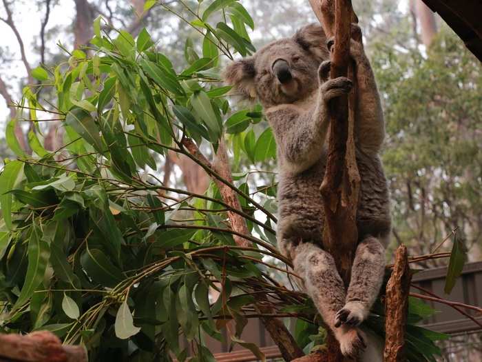 Additionally, the Koala Hospital plans to establish a wild koala breeding program with the creation of three controlled breeding areas.