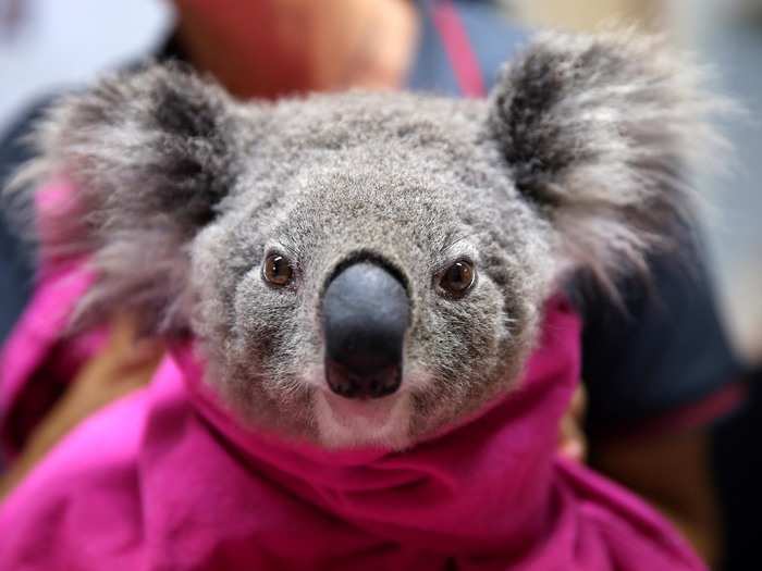 Thanks to over 45,000 donations from around the world, the Koala Hospital will be able to multiply its efforts to save Australia