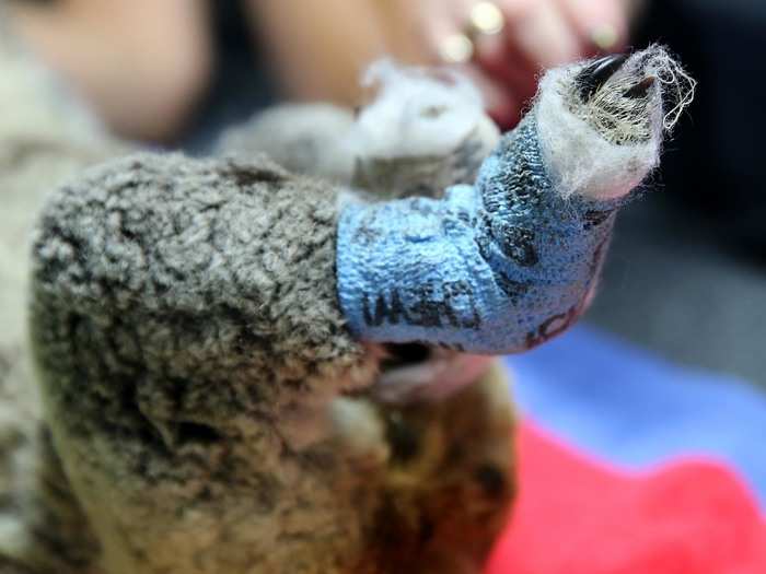 Thousands of koalas are expected to have perished in the flames, but the Koala Hospital is doing all it can to save the koala population.