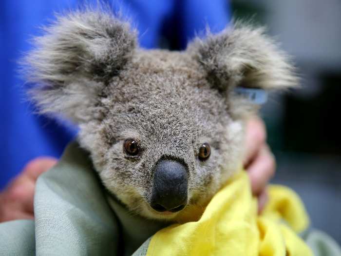 However, the bushfires have forced the hospital to shift focus to caring for koalas affected by the fire.