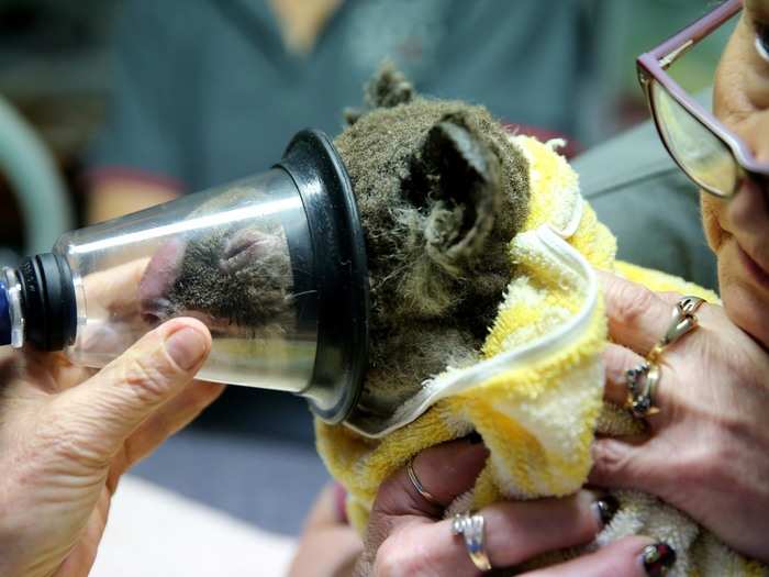 The hospital typically admits 200-250 koalas a year and conducts research on koala diseases in addition to caring for sick or injured koalas.