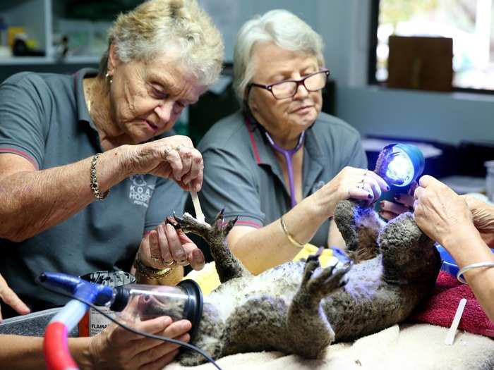 The next day, the koala is examined and treated for burns.