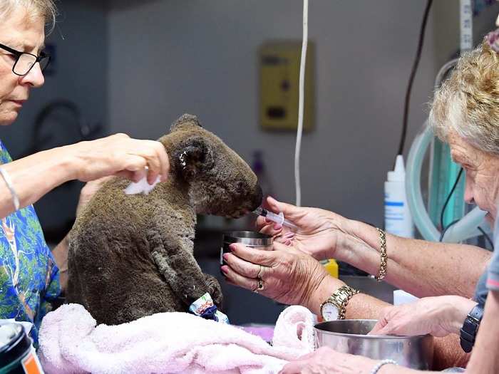 When a koala is brought to the hospital, the first priority is rehydrating it.