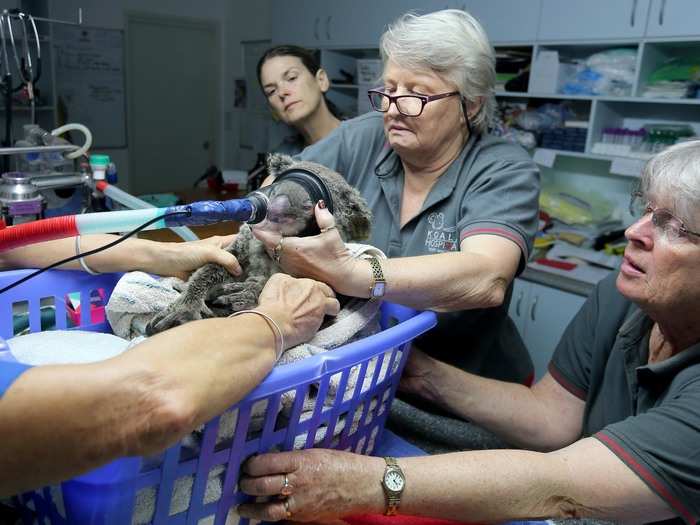 But since the bushfires started, the koala hospital has been overwhelmed by the number of injured koalas requiring care.