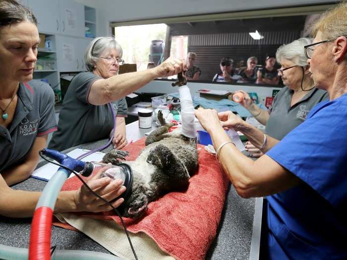 The hospital has eight intensive care units that cater to koalas with specific medical needs. It is staffed by four paid employees and 140 volunteers.