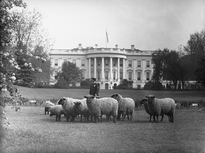 Sheep on the White House lawn