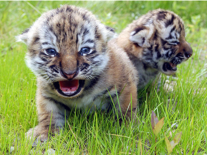 Two tiger cubs