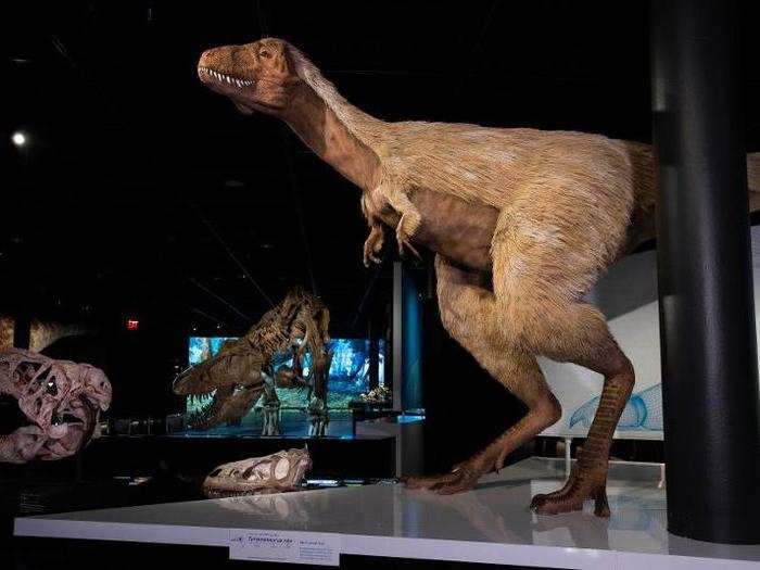 At the peak of its growth spurt, between ages 14 and 18, an average T. rex gained 4.6 pounds (2.1 kilograms) every day.