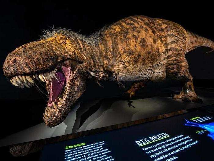 A T. rex grew from a tiny hatchling to a 9-ton predator in about 18 to 20 years. But during its early to mid teenage years, its size rapidly increased. Over about 5 years, the T. rex