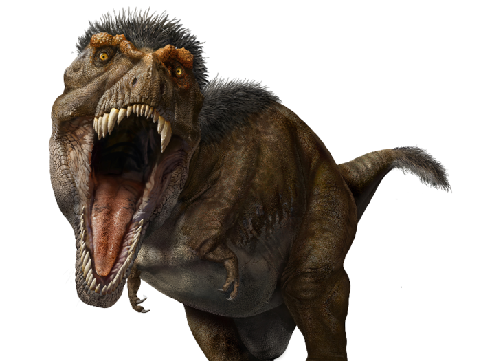 Experts now think an adult T. rex rocked a mullet of feathers on its head, neck, and tail.