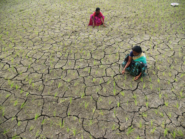 "We need to prepare seeds which are abundant but don’t use a lot of water."