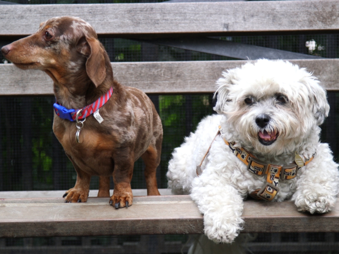 Check out our other great guides for dog gear