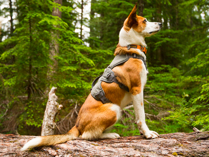 The best harness for injured or senior dogs