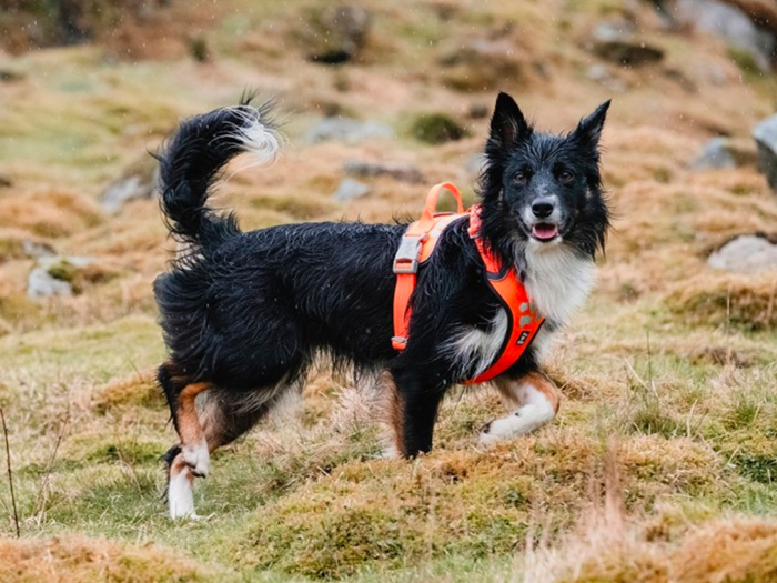 The best harness for active dogs