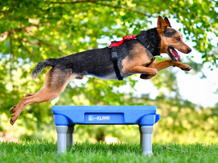 The best harness for dogs that pull
