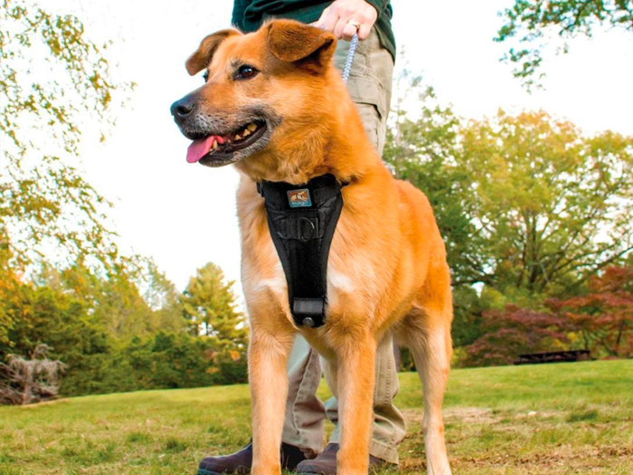 The best harness for large dogs