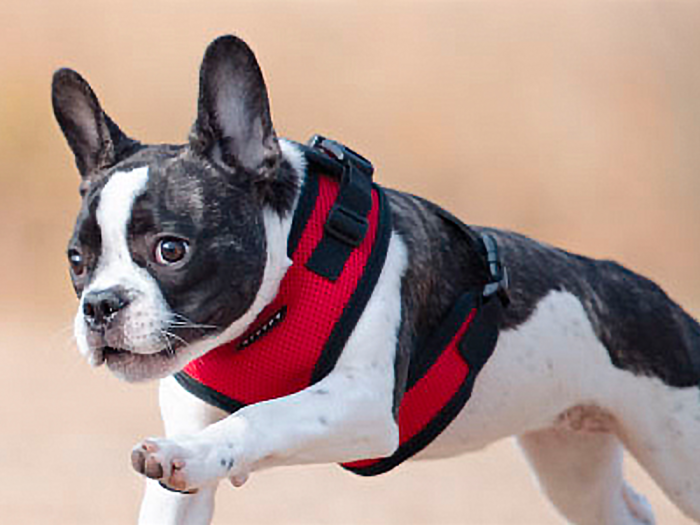 The best harness for small dogs