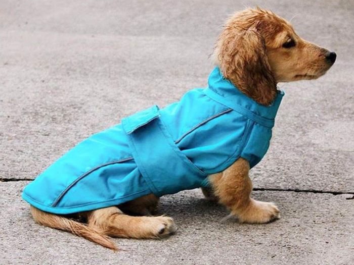 The best raincoat for small dogs