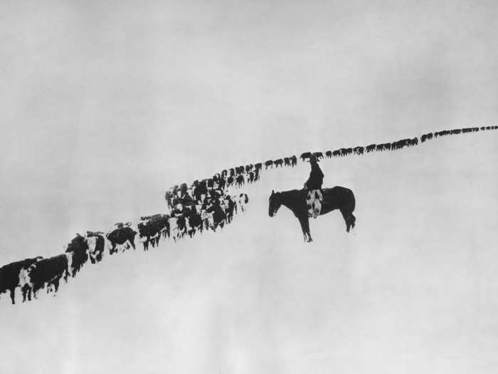 In 1937, far from the cities, a lone cowboy monitored cattle during a white-out snowstorm.