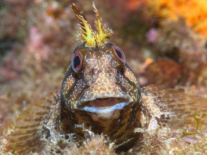 Photographer Fabien Martinazzo is convinced that this tompot blenny saw its reflection in his camera lens.