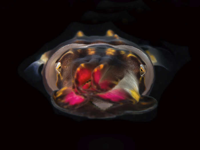 Photographer Hakan Basar caught this flamboyant cuttlefish at a colorful moment.