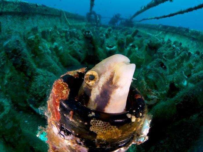 Another fish, a blenny, took a similar approach, fitting perfectly inside empty beer bottles on a sunken ship.