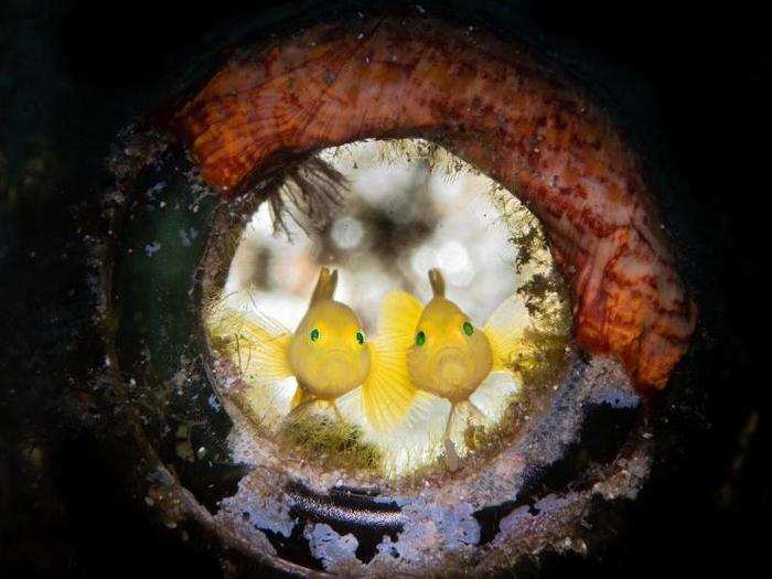 Two yellow gobies found shelter in an old bottle on the sea floor.