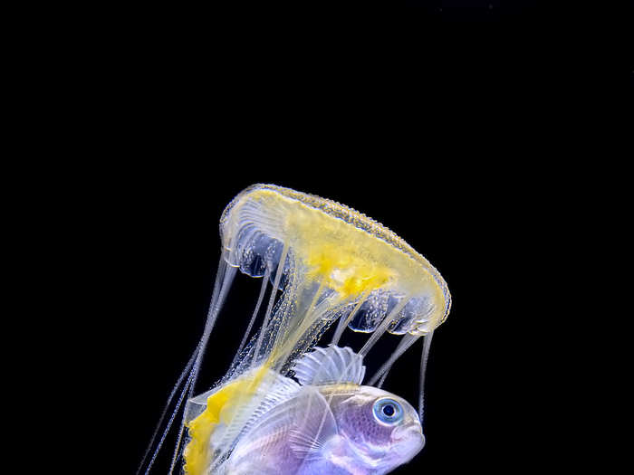 This banded driftfish sought shelter in the tentacles of an amakusa jellyfish.