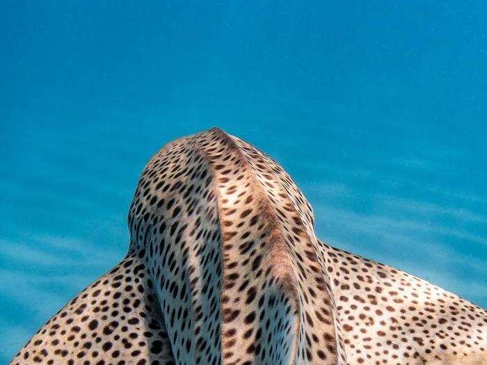 This curious leopard shark kept approaching photographer Jake Wilton. The species is rarely aggressive toward humans.