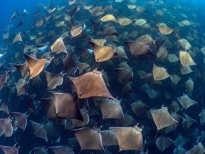 Devil rays in the Sea of Cortez move in large groups, flapping their fins like birds