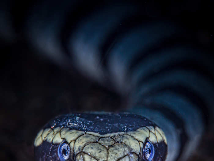 Photographer Dave Johnson took a picture of this banded sea snake as it rested alone in the sand in Indonesia