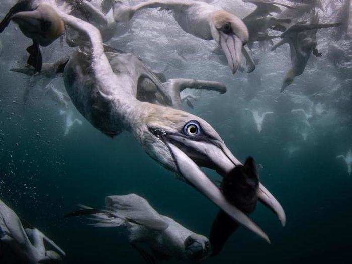 Gannets plunge arrow-like into the sea to catch fish.