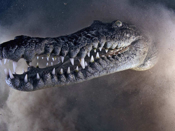 Predators on the prowl made for awe-inspiring images. Photographer Emry Oxford saw this crocodile in Cuba.