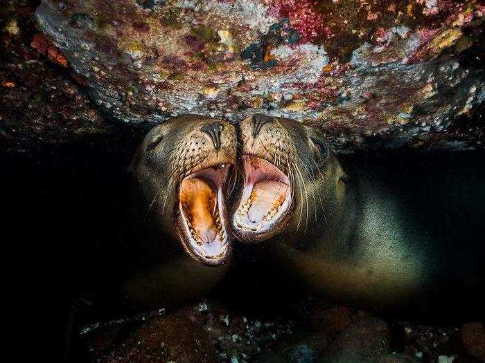 Photographer Pedro Carillo Montero caught these young sea lions playing under a rock ledge. In this image, he wrote, they almost look like they