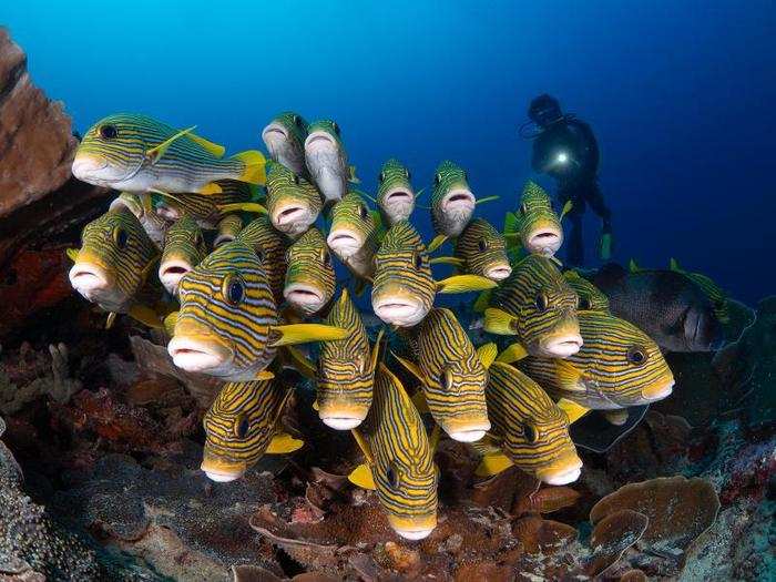 Ribboned sweetlips, meanwhile, seemed to be a popular school to capture on camera.