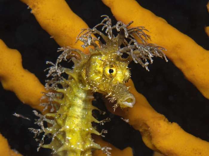 This seahorse photo won first place in the Portraits category.