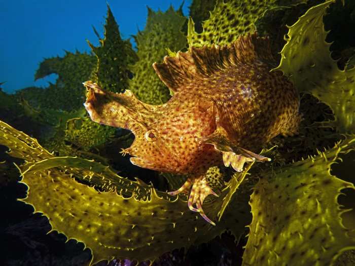 This yellow crested weedfish hid in the kelp at Shelly Beach, Australia. Snapping this expert camouflager required patience.