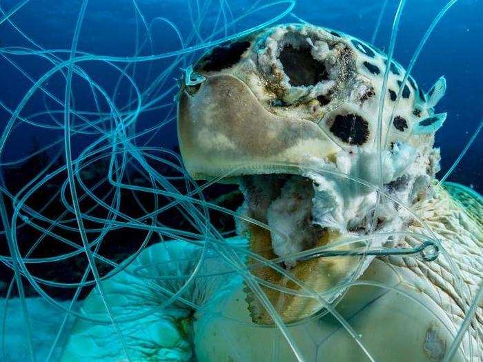 But garbage is generally harmful to marine life. The winner of a new category, Conservation, was this haunting image of a long-dead sea turtle tangled in fishing line.