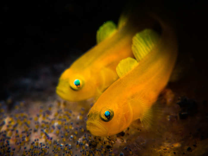 This pair of lemon goby parents watched over eggs that they