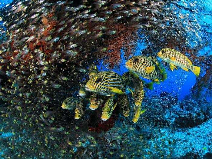 Coral reefs, like the Indonesian one shown here, offer endless opportunities for underwater photographers.