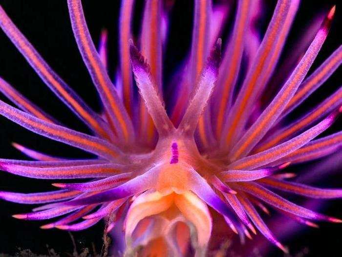 Nudibranchs, a vast group of marine mollusks sometimes called sea slugs, get their own contest category.