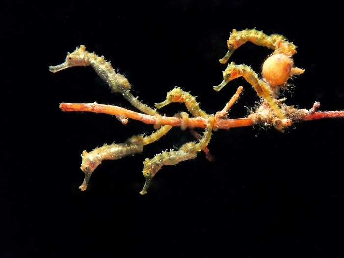 Six rowdy seahorse babies pointed their faces in the same direction just long enough for novice photographer Jules Casey to snap a shot.