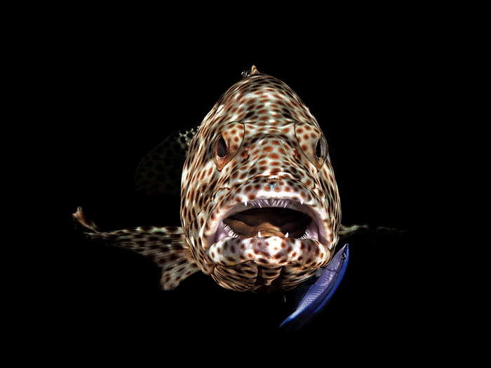 In the Red Sea off the coast of Egypt, another winning photo captured a different pair of fish friends: a grouper and a cleaner wrasse.