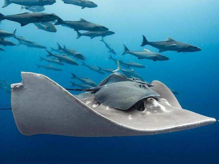 A rare shot of pink whip rays riding on a small-eyed ray near Queensland, Australia won the Marine Life Behavior category.