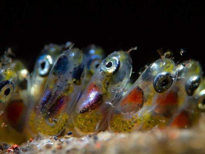 Other winning photos showed smaller life forms, like these clownfish eggs.